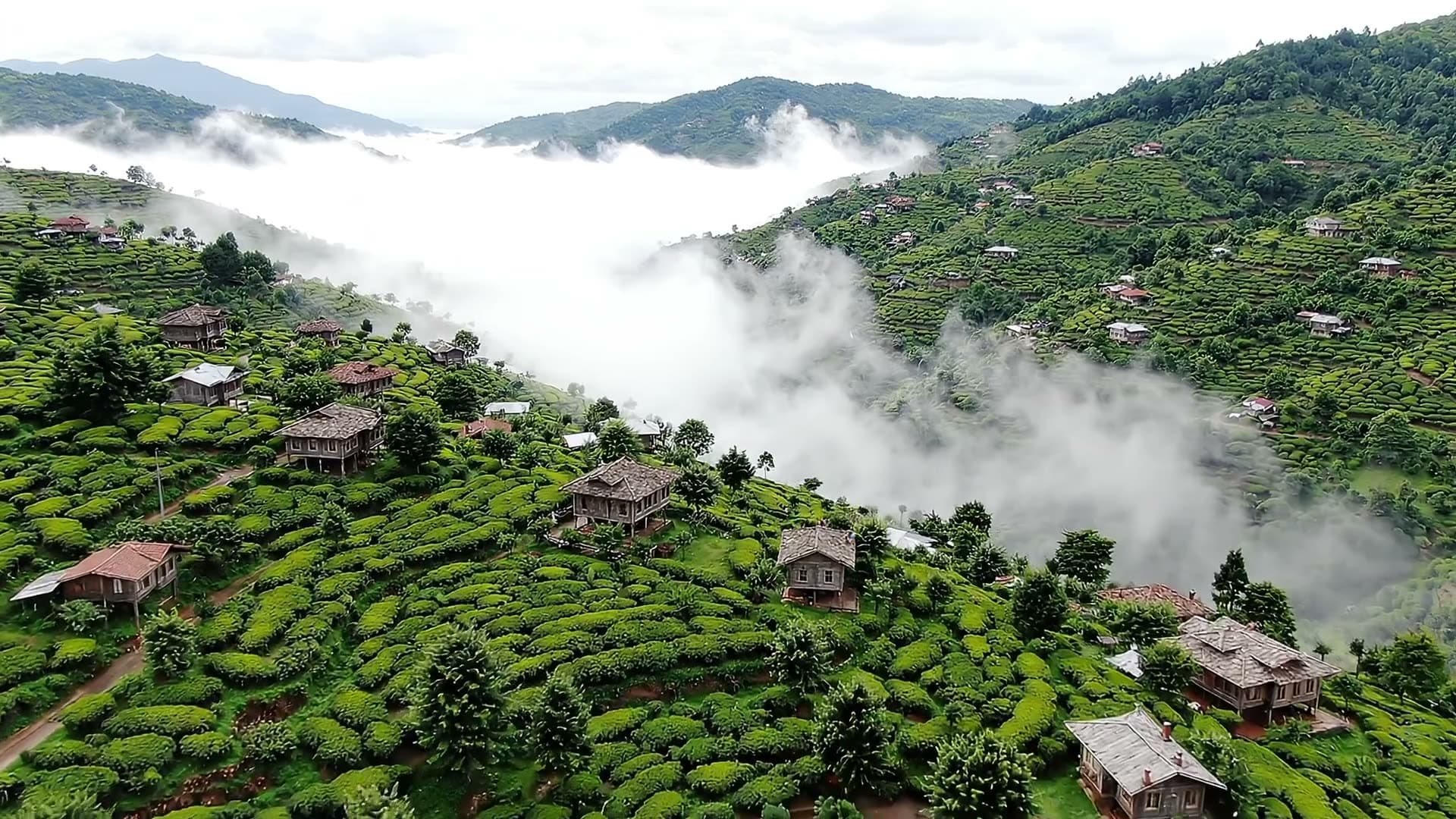 A drone glides sideways over misty green highlands: terraced tea fields, wooden houses and low clouds flowing… Still from a video made with Google Veo 3.1 Lite.